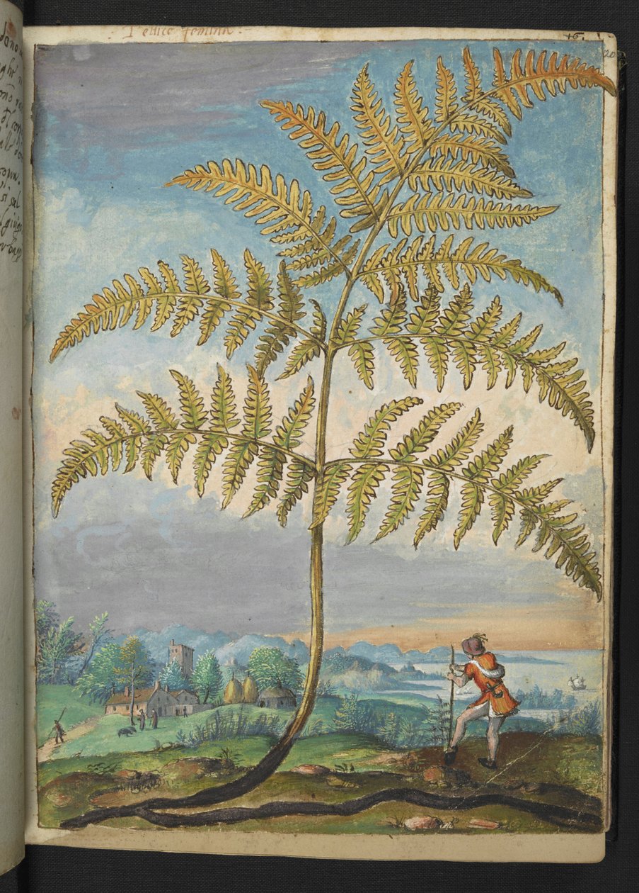 Pteridium aquilinum: En bregne, fra "Paintings of Flora of the Roman States" af Gherardo Cibo, Tilføj MS 22333, f020r, c.1564-84 (akvarel og gouache på papir) af Gherardo Cibo