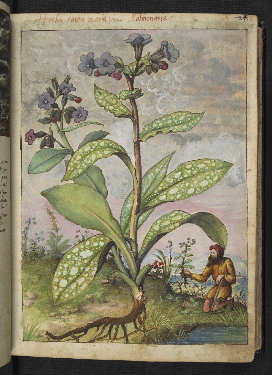 Pulmonaria officinalis, fra "Paintings of Flora of the Roman States" af Gherardo Cibo, Tilføj MS 22333, f028r, c.1564-84 (akvarel og gouache på papir) af Gherardo Cibo