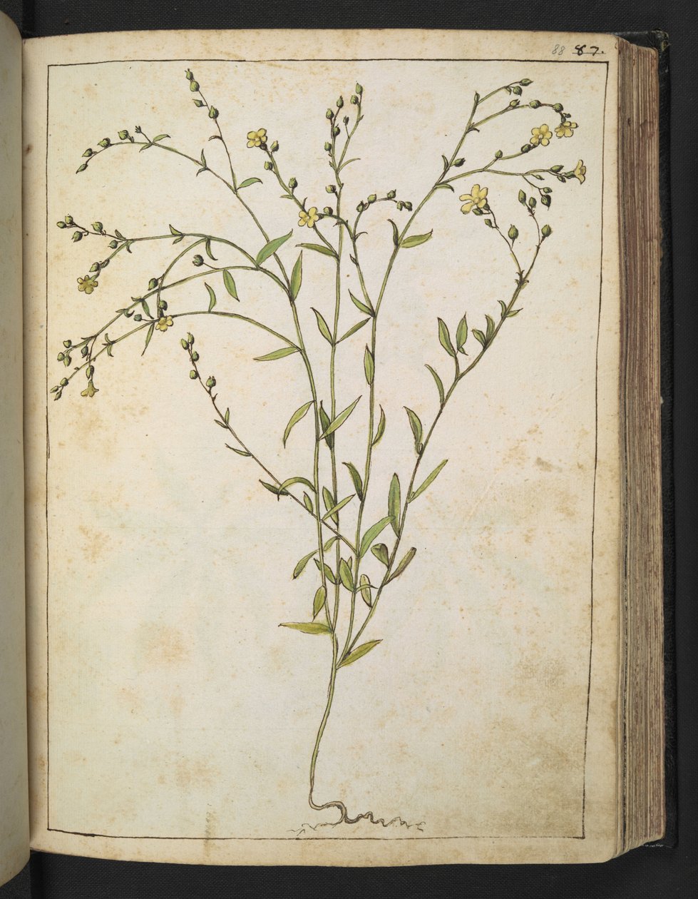 Ranunculus bulbosus: En plante med gule blomster, fra "Paintings of Flora of the Roman States" af Gherardo Cibo, Add MS 22333, f088r, c.1564-84 (akvarel & gouache på papir) af Gherardo Cibo