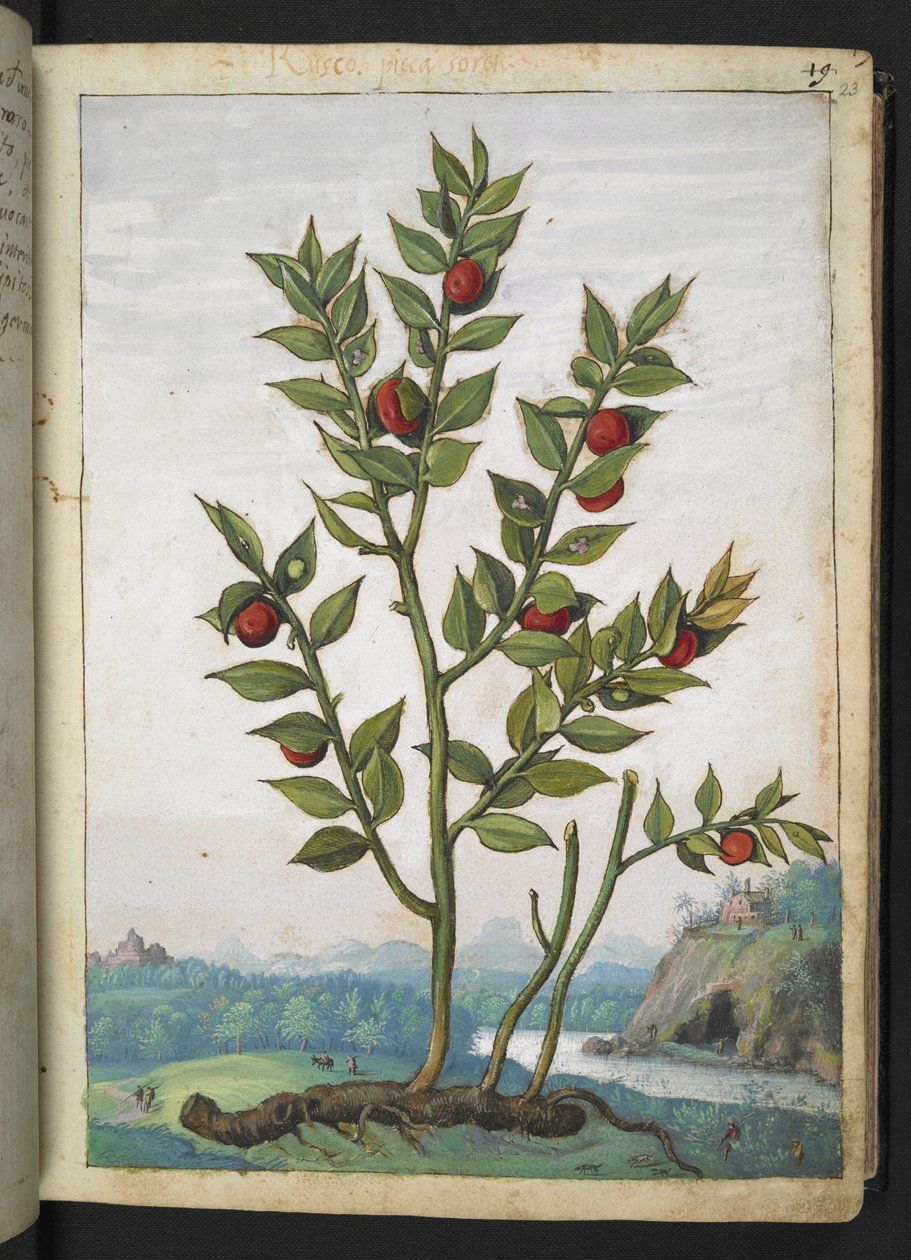 Ruscus aculeatus: En plante, der bærer røde bær, fra "Paintings of Flora of the Roman States" af Gherardo Cibo, Add MS 22333, f023r, c.1564-84 (akvarel og gouache på papir) af Gherardo Cibo