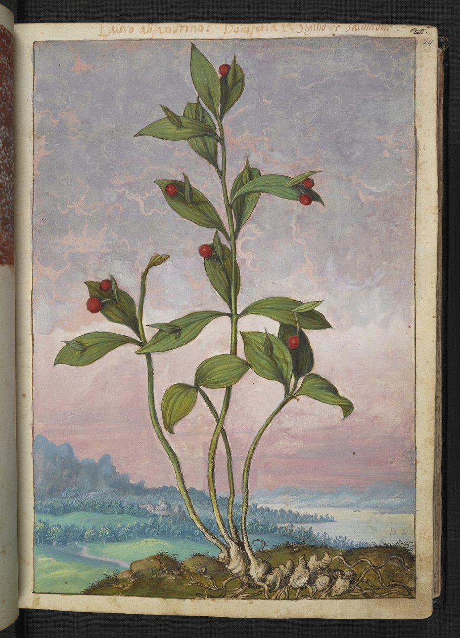 Ruscus hypoglossum: En plante med røde bær, fra "Paintings of Flora of the Roman States" af Gherardo Cibo, Add MS 22333, f024r, c.1564-84 (akvarel og gouache på papir) af Gherardo Cibo