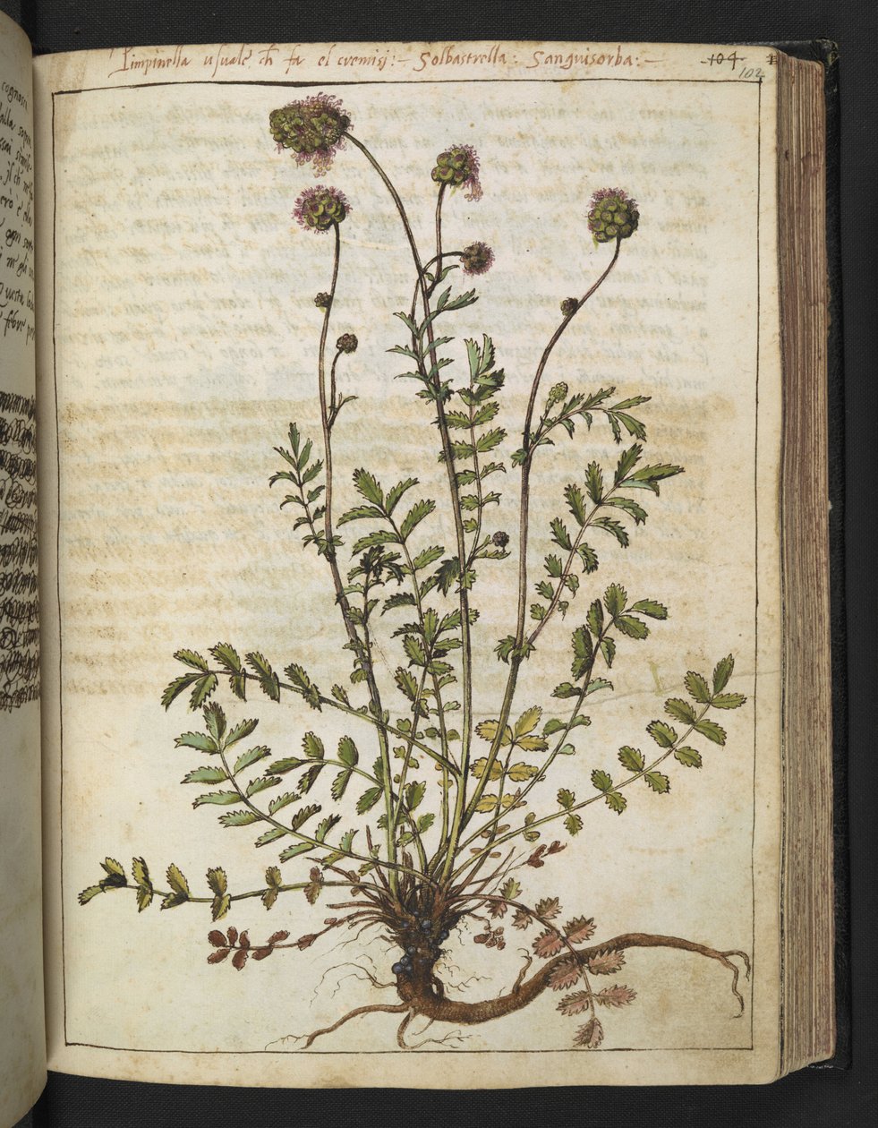 Sanguisorba minor, fra "Paintings of Flora of the Roman States" af Gherardo Cibo, Add MS 22333, f102r, c.1564-84 (akvarel & gouache på papir) af Gherardo Cibo