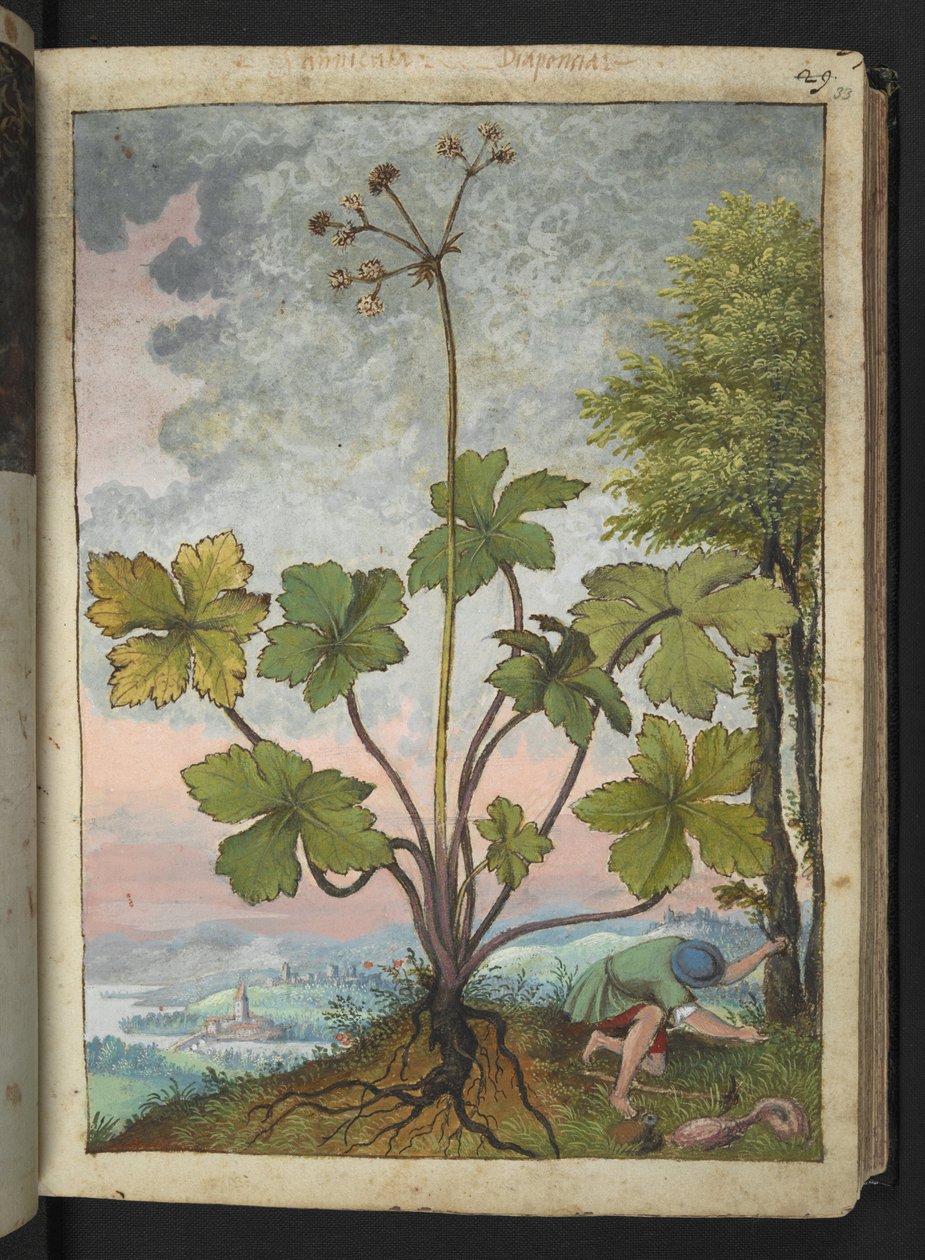 Sanicula europaea og en mand, der undersøger bunden af et træ, fra "Paintings of Flora of the Roman States" af Gherardo Cibo, Add MS 22333, f033r, c.1564-84 (akvarel og gouache på papir) af Gherardo Cibo