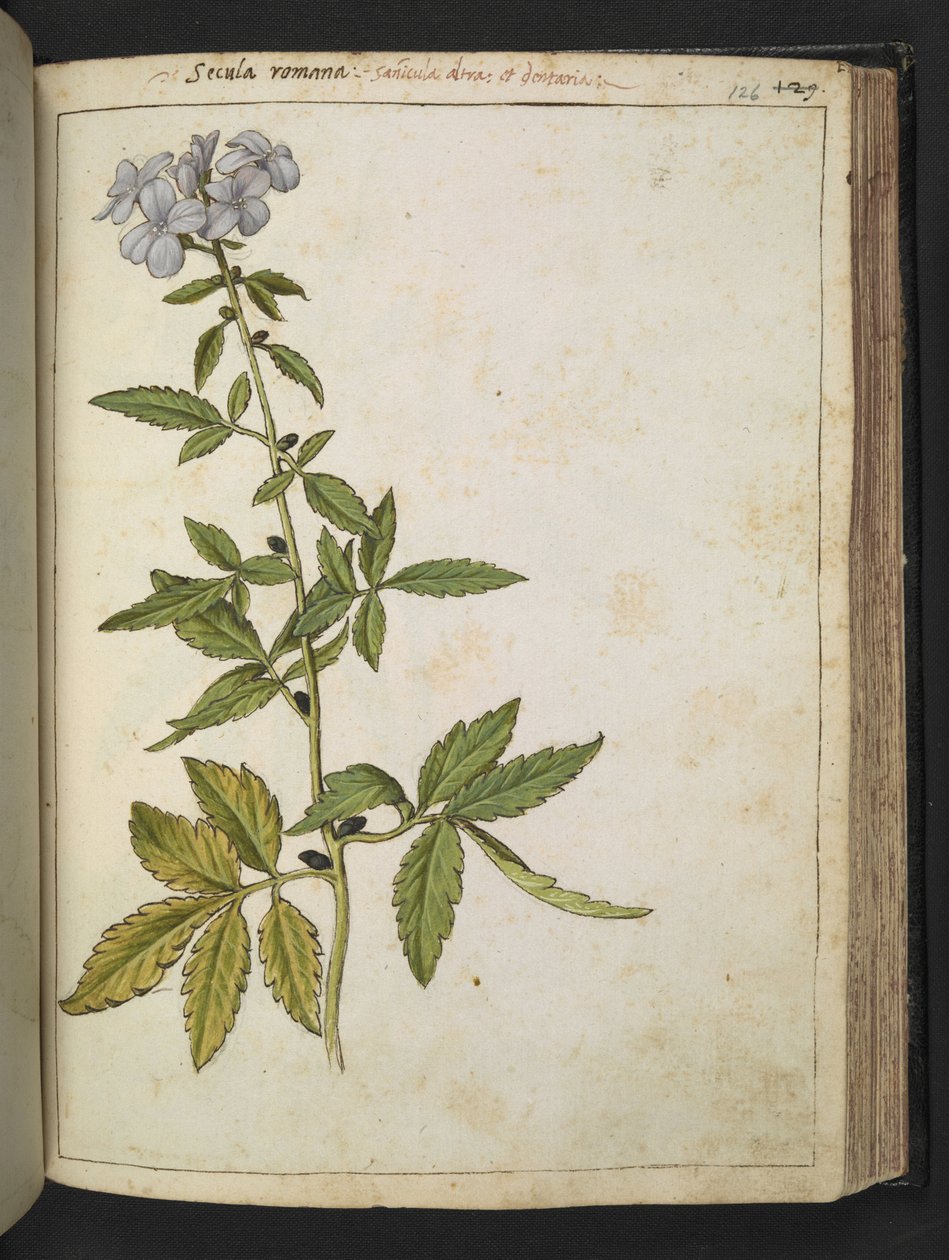 Sanicula, fra "Paintings of Flora of the Roman States" af Gherardo Cibo, Tilføj MS 22333, f126r, c.1564-84 (akvarel og gouache på papir) af Gherardo Cibo