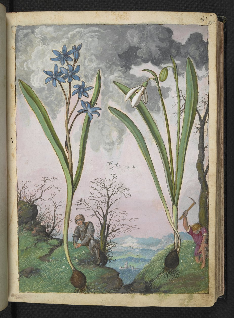 Scilla bifolia og Galanthus nivalis, fra "Paintings of Flora of the Roman States" af Gherardo Cibo, Add MS 22333, f035r, c.1564-84 (akvarel & gouache på papir) af Gherardo Cibo