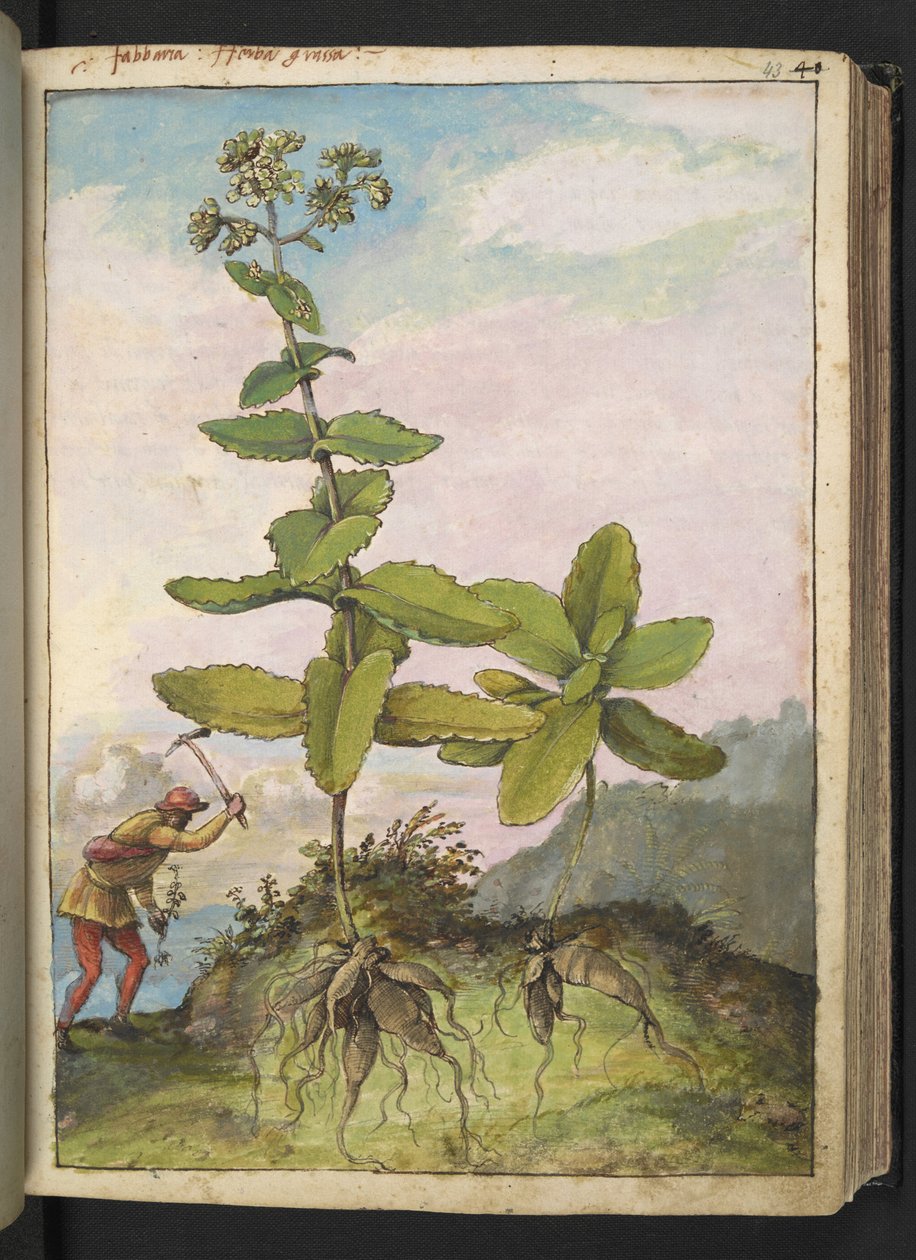 Sedum telephium, fra "Paintings of Flora of the Roman States" af Gherardo Cibo, Add MS 22333, f043r, c.1564-84 (akvarel & gouache på papir) af Gherardo Cibo