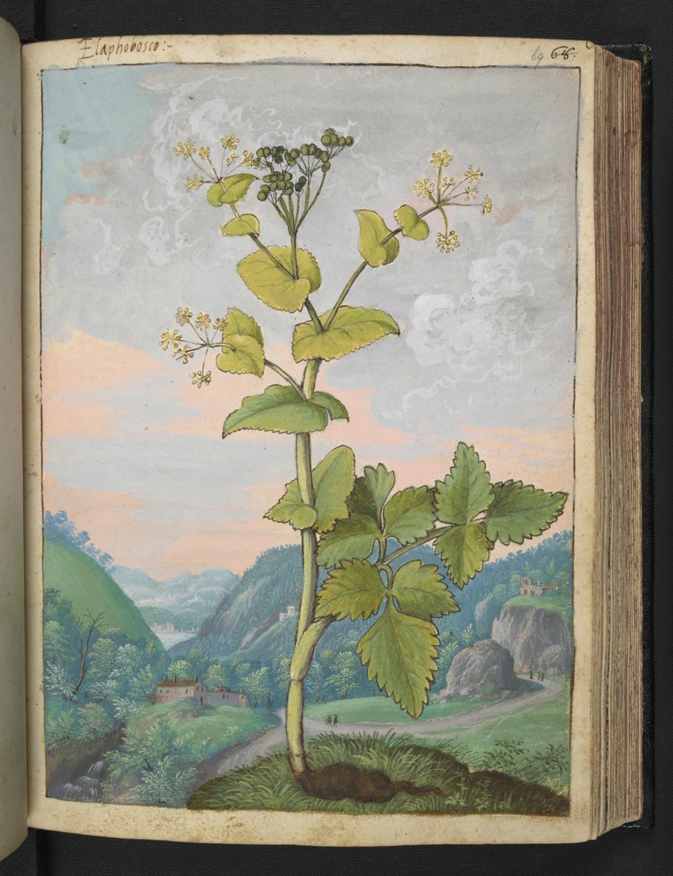 Smyrnium olusatrum, fra "Paintings of Flora of the Roman States" af Gherardo Cibo, Add MS 22333, f069r, c.1564-84 (akvarel & gouache på papir) af Gherardo Cibo
