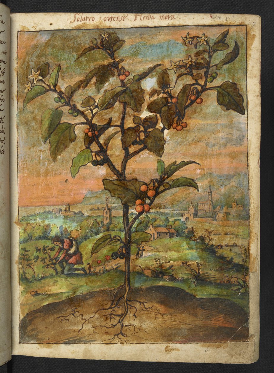 Solanum nigrum: En plante med orange frugt, fra "Paintings of Flora of the Roman States" af Gherardo Cibo, Add MS 22333, f007r, c.1564-84 (akvarel & gouache på papir) af Gherardo Cibo