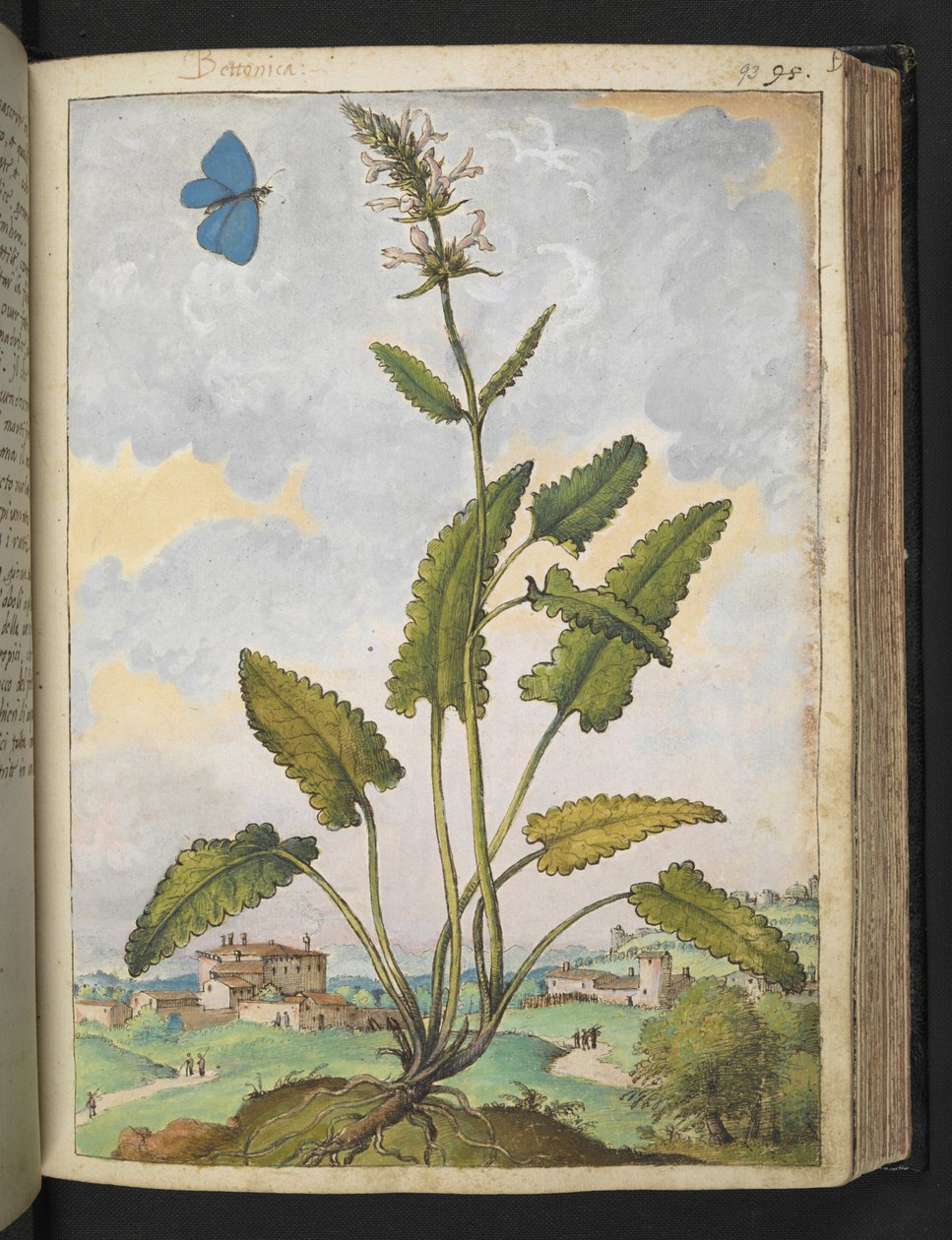 Stachys officinalis, fra "Paintings of Flora of the Roman States" af Gherardo Cibo, Tilføj MS 22333, f093r, c.1564-84 (akvarel og gouache på papir) af Gherardo Cibo