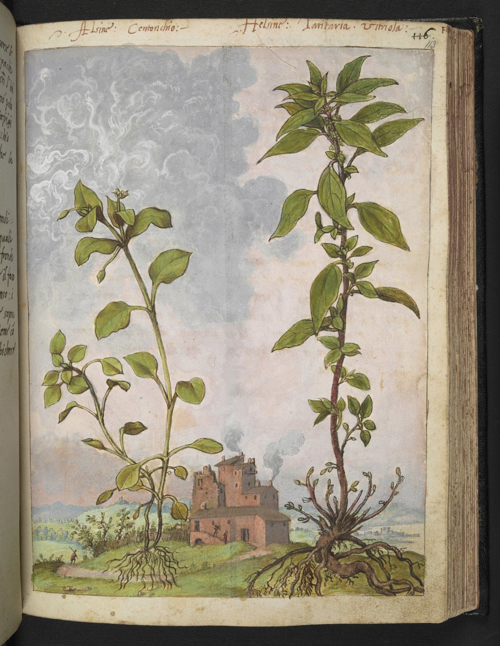 Stellaria media, muligvis Stellaria media, fra "Paintings of Flora of the Roman States" af Gherardo Cibo, Tilføj MS 22333, f113r, c.1564-84 (akvarel & gouache på papir) af Gherardo Cibo