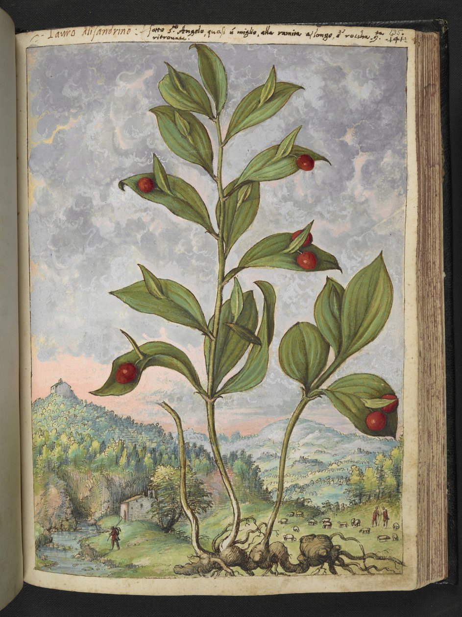 Streptopus amplexifolius (snoet stilk), fra "Paintings of Flora of the Roman States" af Gherardo Cibo, Tilføj MS 2233, f135r, c.1564-84 (akvarel og gouache på papir) af Gherardo Cibo