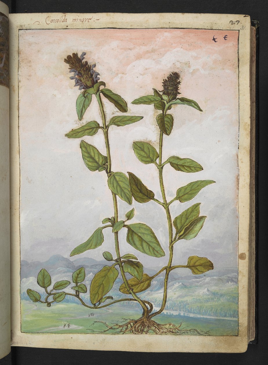 Symphytum bulbosum (Bulbous Comfrey), fra "Paintings of Flora of the Roman States" af Gherardo Cibo, Add MS 22333, f031r, c.1564-84 (akvarel & gouache på papir) af Gherardo Cibo