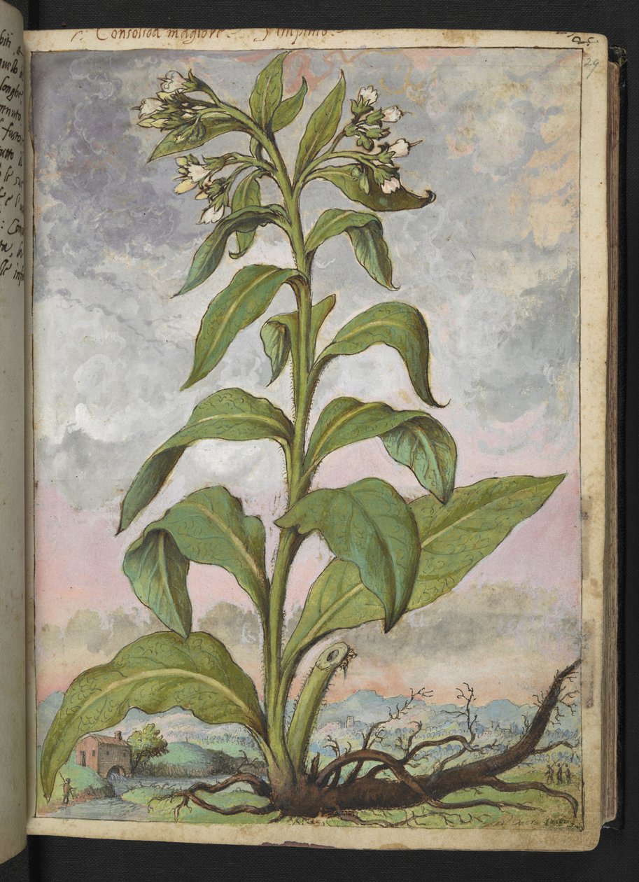 Symphytum officinale (Comfrey), fra "Paintings of Flora of the Roman States" af Gherardo Cibo, Add MS 22333, f029r, c.1564-84 (akvarel & gouache på papir) af Gherardo Cibo
