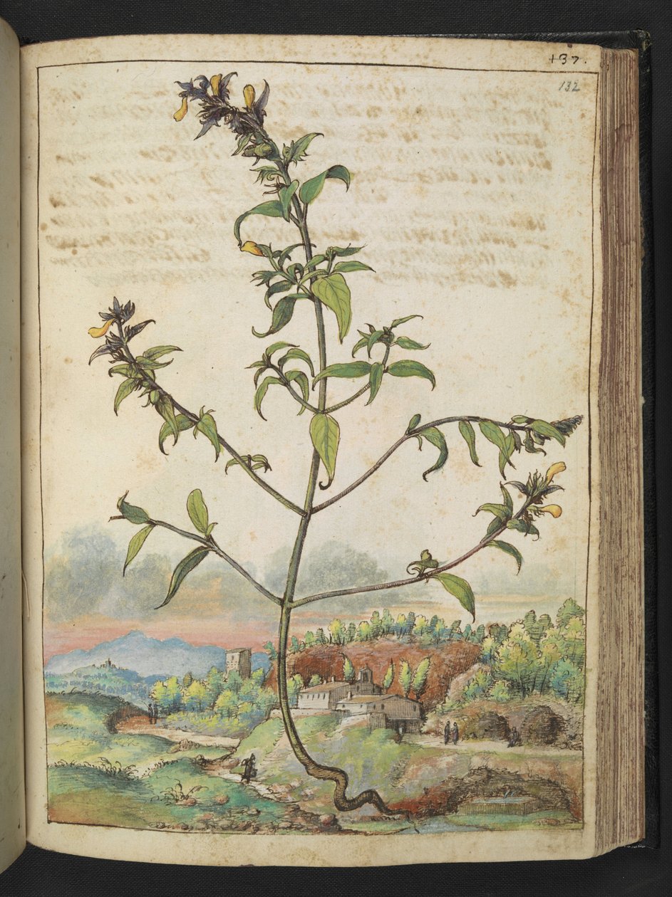 Høj plante med grønne blade og gule blomster, fra "Paintings of Flora of the Roman States" af Gherardo Cibo, Add MS 22333, f132r, c.1564-84 (akvarel & gouache på papir) af Gherardo Cibo