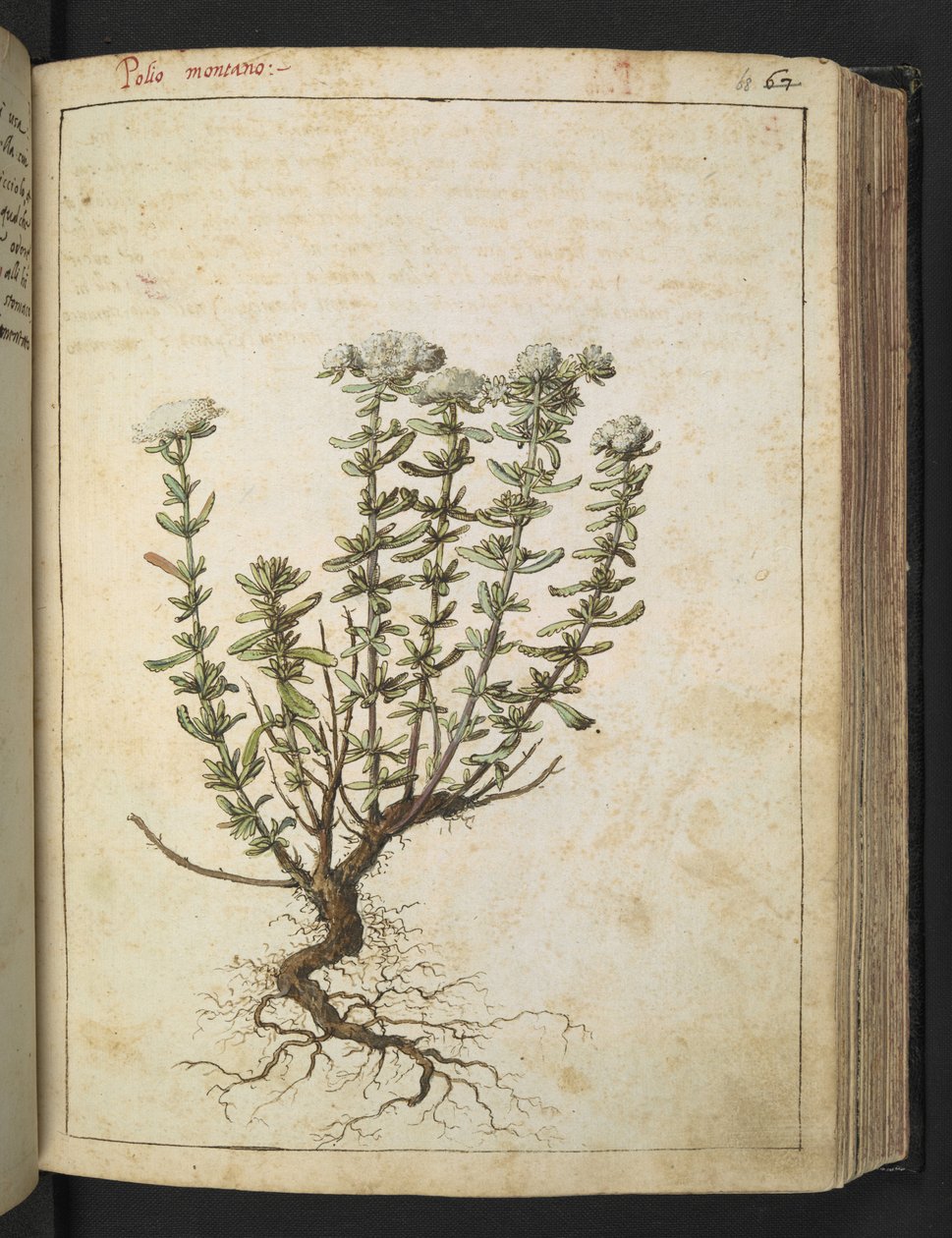 Teucrium montanum, fra "Paintings of Flora of the Roman States" af Gherardo Cibo, Add MS 22333, f068r, c.1564-84 (akvarel & gouache på papir) af Gherardo Cibo
