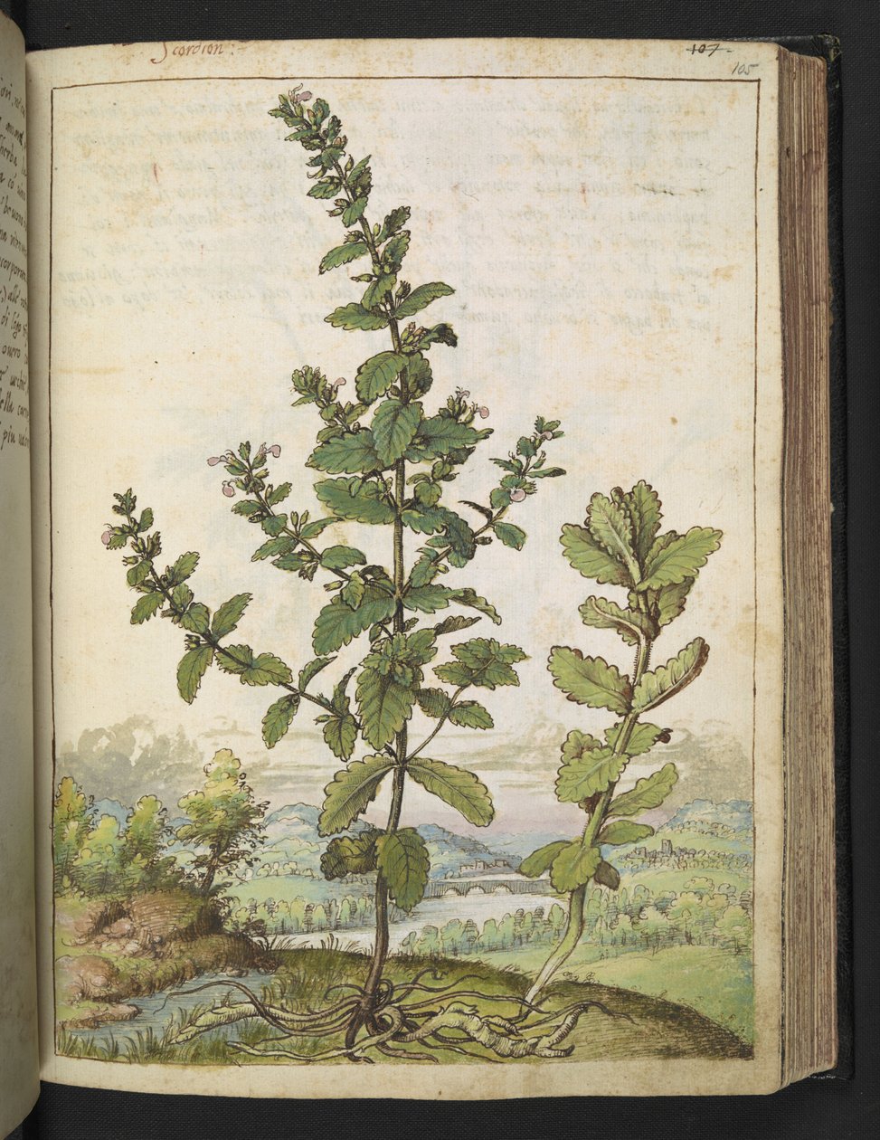 Teucrium scordium, fra "Paintings of Flora of the Roman States" af Gherardo Cibo, Add MS 22333, f105r, c.1564-84 (akvarel og gouache på papir) af Gherardo Cibo