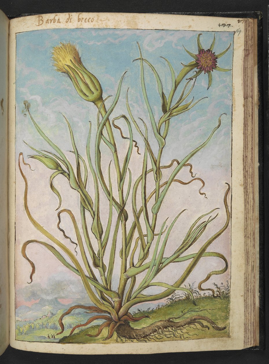 Tragopogon porrifolius, fra "Paintings of Flora of the Roman States" af Gherardo Cibo, Add MS 22333, f169r, c.1564-84 (akvarel & gouache på papir) af Gherardo Cibo