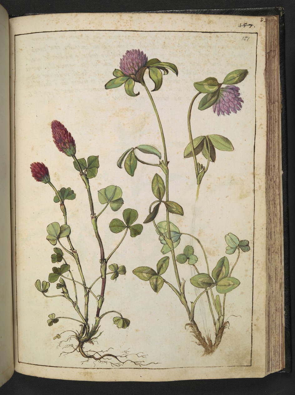 Trifolium incarnatum & Trifolium pratens, fra "Paintings of Flora of the Roman States" af Gherardo Cibo, Add MS 22333, f151r, c.1564-84 (akvarel & gouache på papir) af Gherardo Cibo