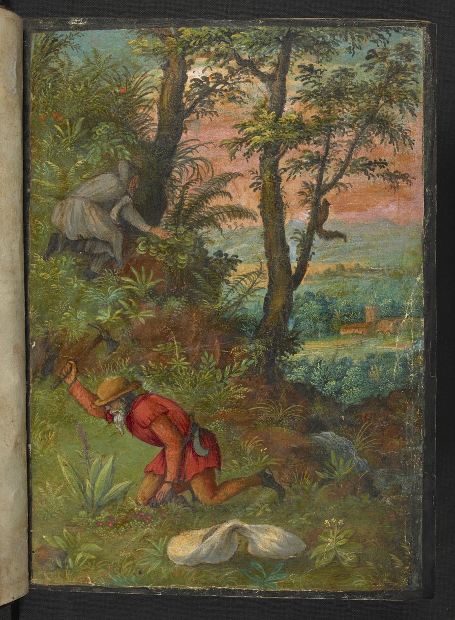 To mænd i et skovområde, der graver efter planter, fra "Paintings of Flora of the Roman States" af Gherardo Cibo, Add MS 22333, f003r, c.1564-84 (akvarel og gouache på papir) af Gherardo Cibo