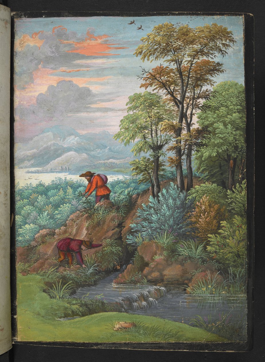 To mænd leder efter planter i et skovområde, fra "Paintings of Flora of the Roman States" af Gherardo Cibo, Add MS 22333, f006r, c.1564-84 (akvarel og gouache på papir) af Gherardo Cibo