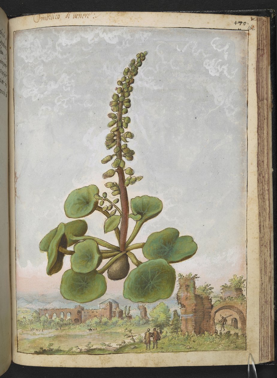 Umbilicus rupestris (Navleurt): Spiselig blomstrende plante, fra "Paintings of Flora of the Roman States" af Gherardo Cibo, Tilføj MS 22333, f162r, c.1564-84 (akvarel & gouache på papir) af Gherardo Cibo