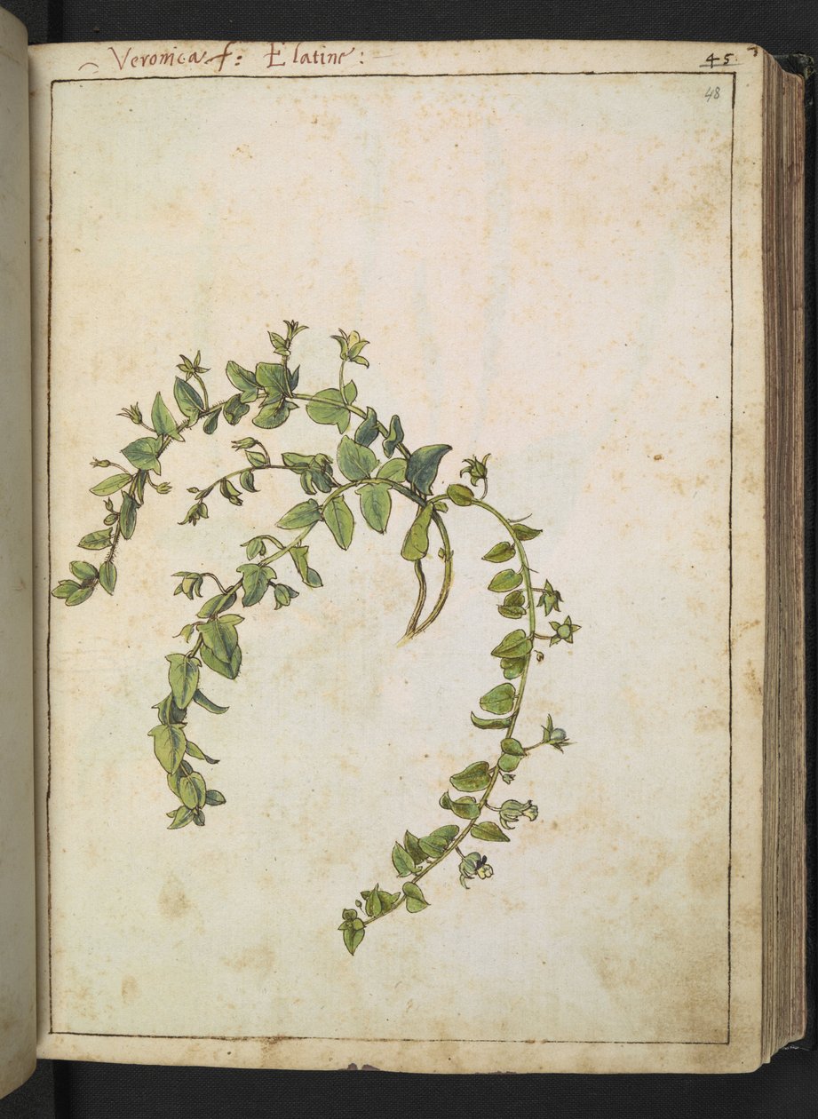 Veronica, fra "Paintings of Flora of the Roman States" af Gherardo Cibo, Tilføj MS 22333, f048r, c.1564-84 (akvarel og gouache på papir) af Gherardo Cibo