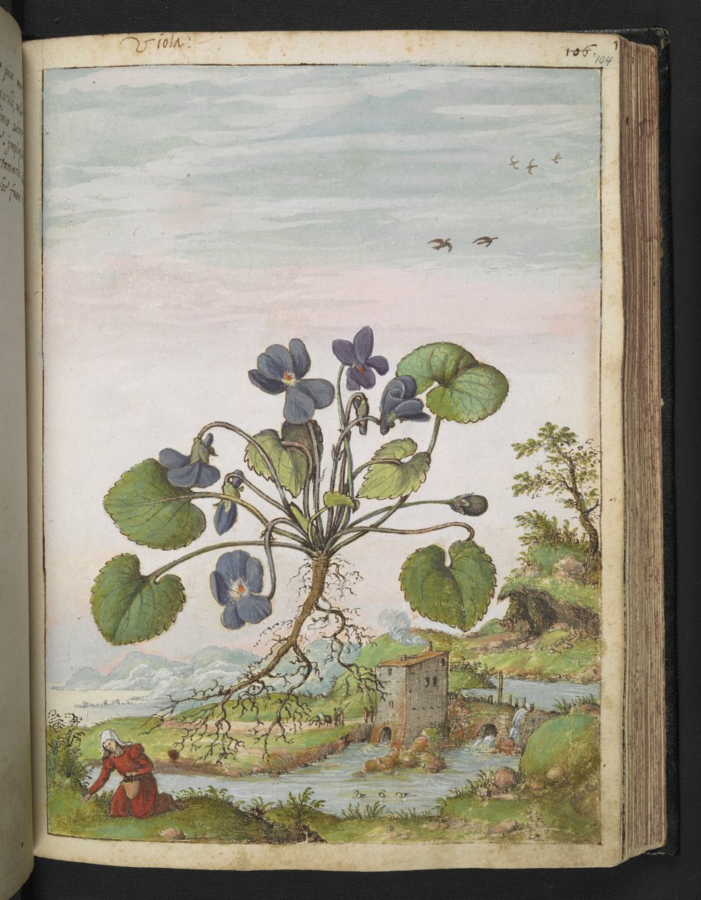 Viola odorata, fra "Paintings of Flora of the Roman States" af Gherardo Cibo, Add MS 22333, f104r, c.1564-84 (akvarel & gouache på papir) af Gherardo Cibo