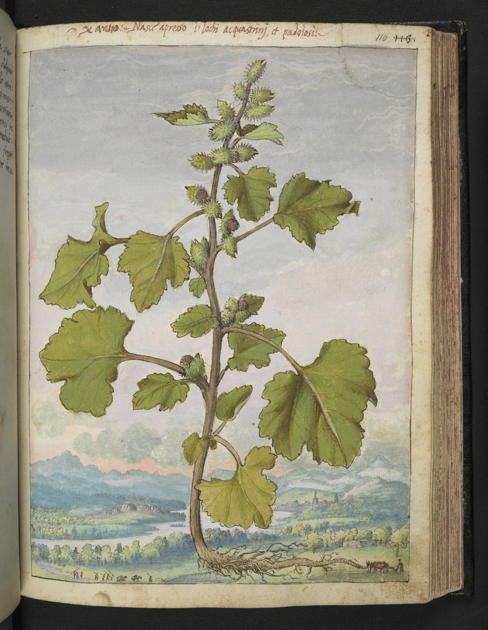 Xanthium strumarium, fra "Paintings of Flora of the Roman States" af Gherardo Cibo, Add MS 22333, f110r, c.1564-84 (akvarel & gouache på papir) af Gherardo Cibo