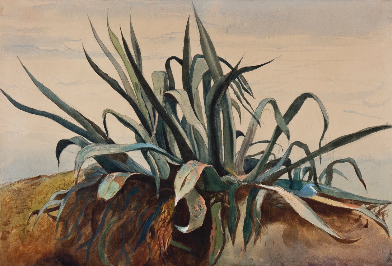 Studie af en agave, med tilføjelser af en Borbone-elev (blyant, wc og gouache på papir) af Giacinto Gigante