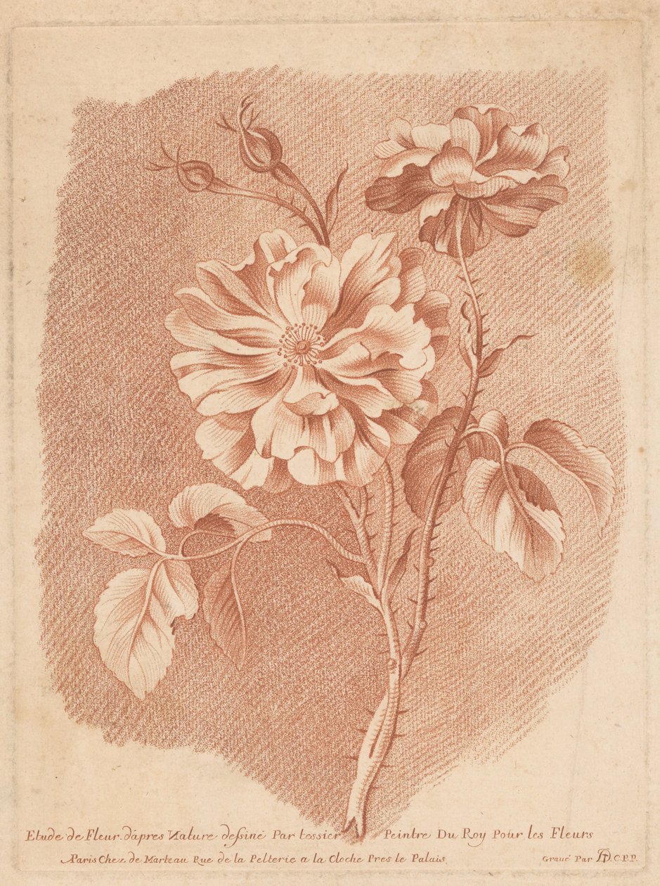 Bloemen Study of Flower after Nature tegnet af tessier Painter of Roy For Flowers (titel på objekt) af Gilles Demarteau