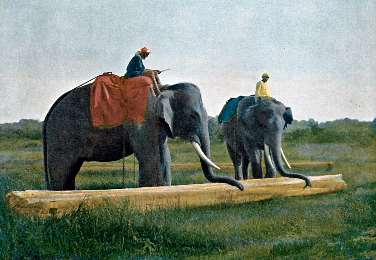 Elefanter flytter en træstamme, Ceylon, c1890 af Gillot