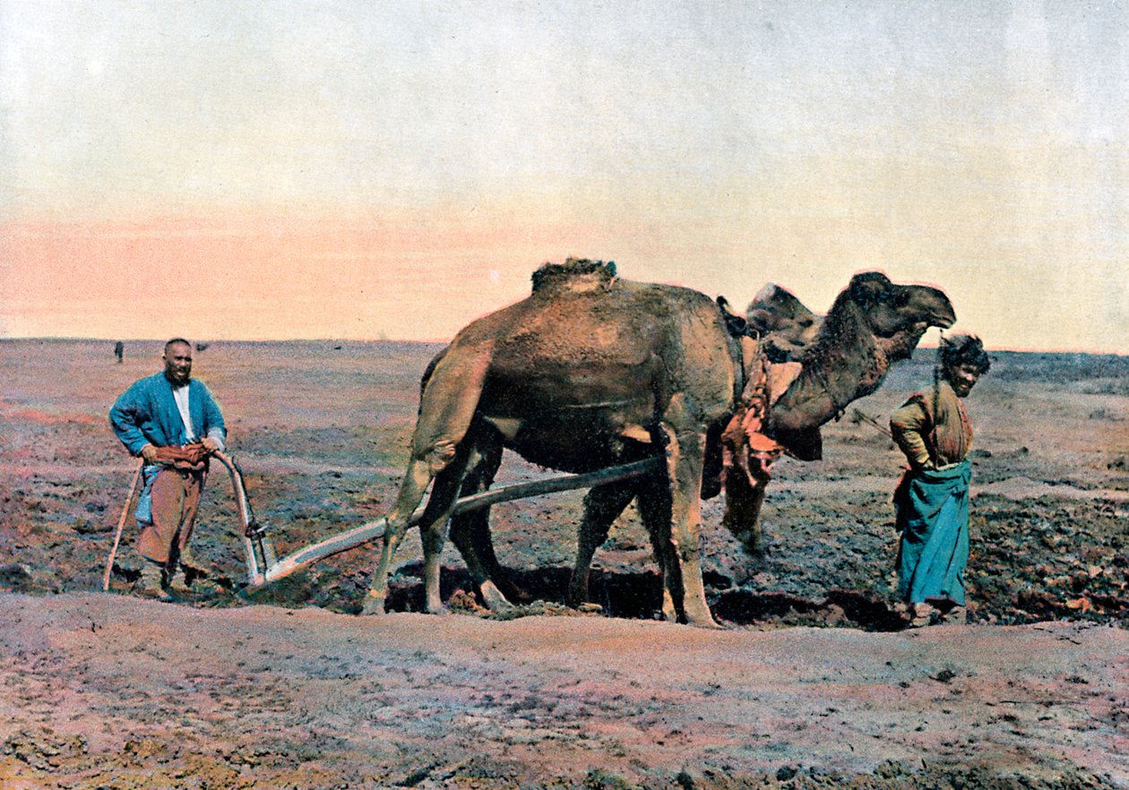 Landarbejdere, der pløjer med en kamel, Kaukasus, c1890. af Gillot
