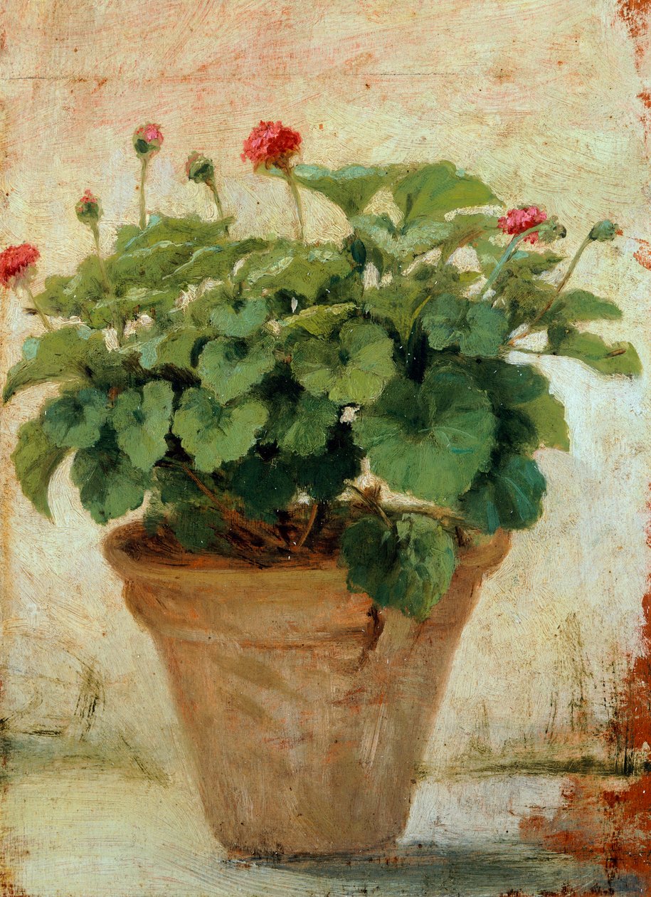 Vase med geranium (olie på lærred) af Gioacchino Toma