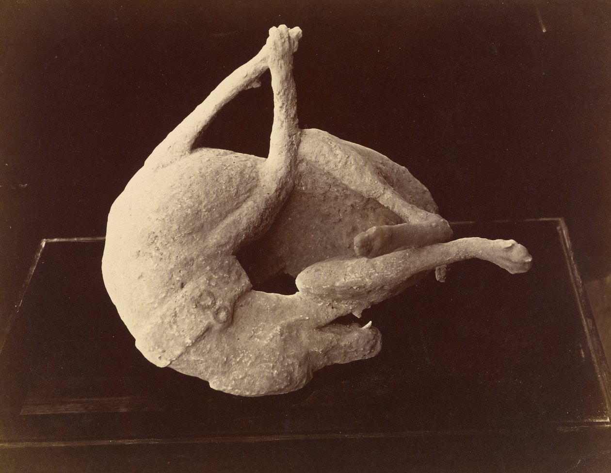 (Kast af en hund dræbt ved udbruddet af Vesuvius, Pompeji) af Giorgio Sommer