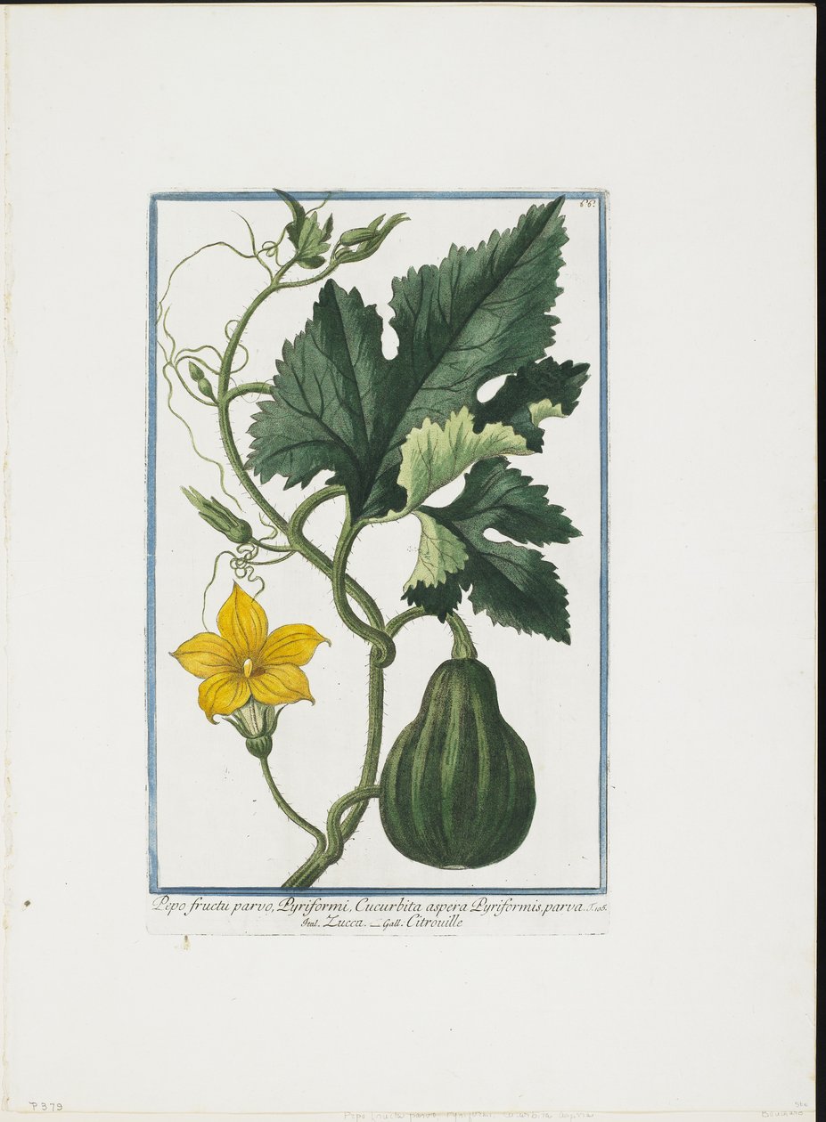Grøntsagstryk, fra Hortus Romanus, Vol. I eller II, 1772-93 (stipstik, håndfarvet gouache) af Giorgio Bonelli