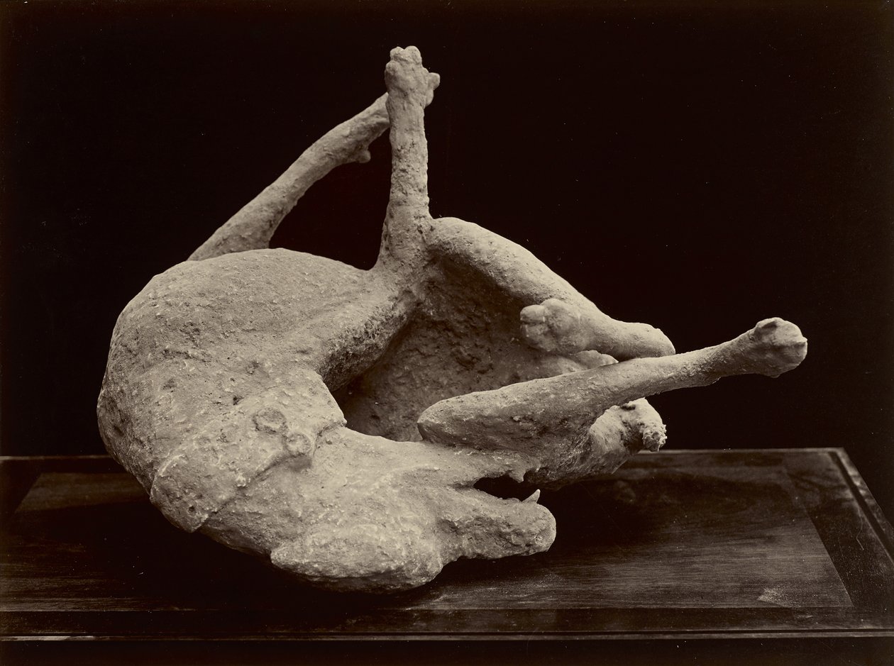 Hund, Pompeji, ca. 1870 (albumin sølvtryk fra glasnegativ) af Giorgio Sommer