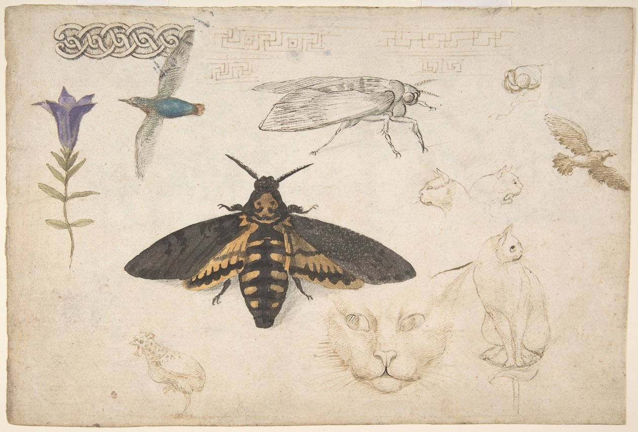 Studier af en ensian, møl, fugle, katte, interlacing-motiv og græske bånd recto..., 1530-40. af Giorgio di Giovanni