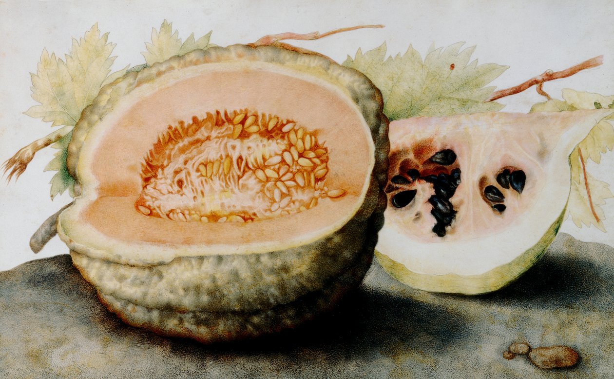En cantaloupe og en skive vandmelon (wc) af Giovanna Garzoni