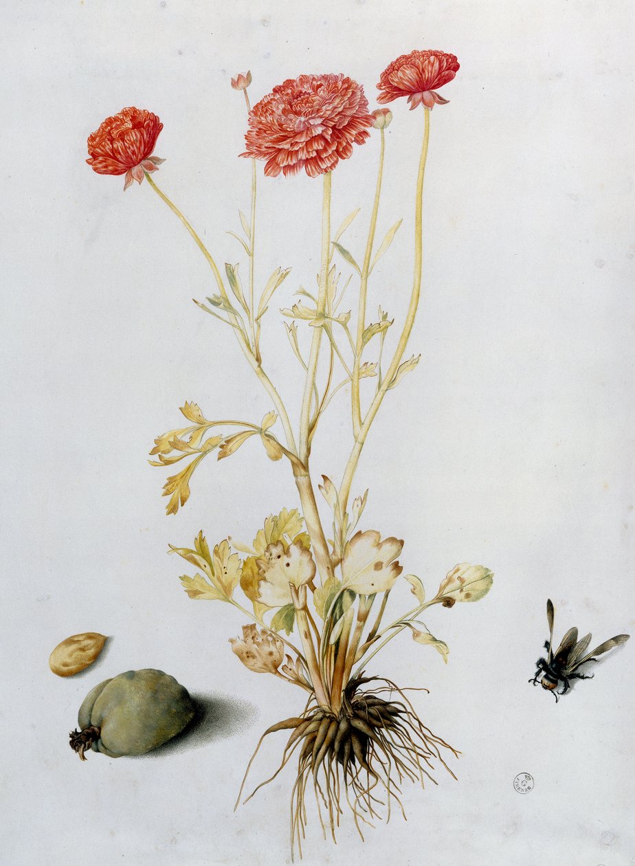 Smørblomstplante med to mandler og en hymenopter (wc) af Giovanna Garzoni