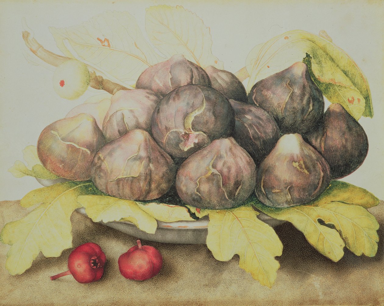 Fig af Giovanna Garzoni