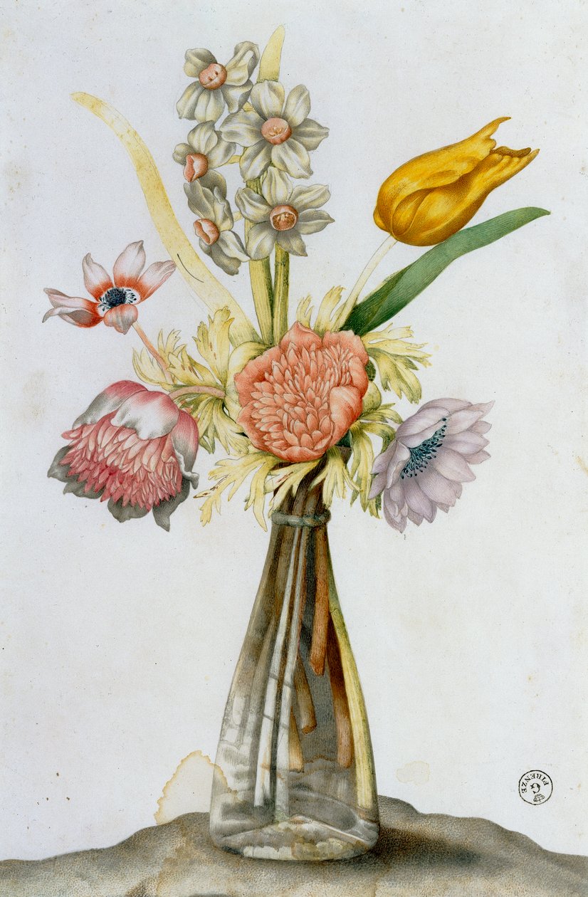 Glasvase med anemoner, en narcissist og en tulipan af Giovanna Garzoni