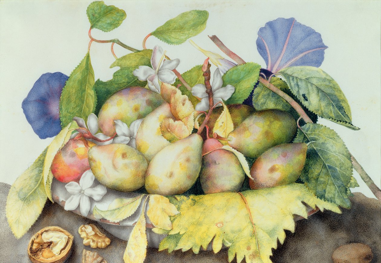 Stilleben med blommer, valnødder og jasmin (wc på vellum) af Giovanna Garzoni