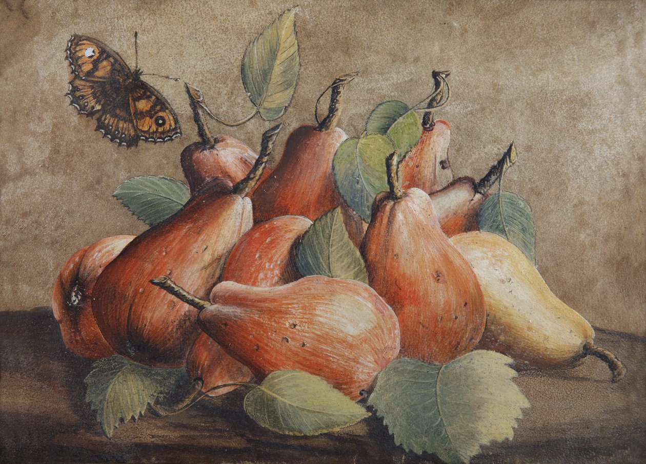 Stilleben med pærer og en sommerfugl af Giovanna Garzoni