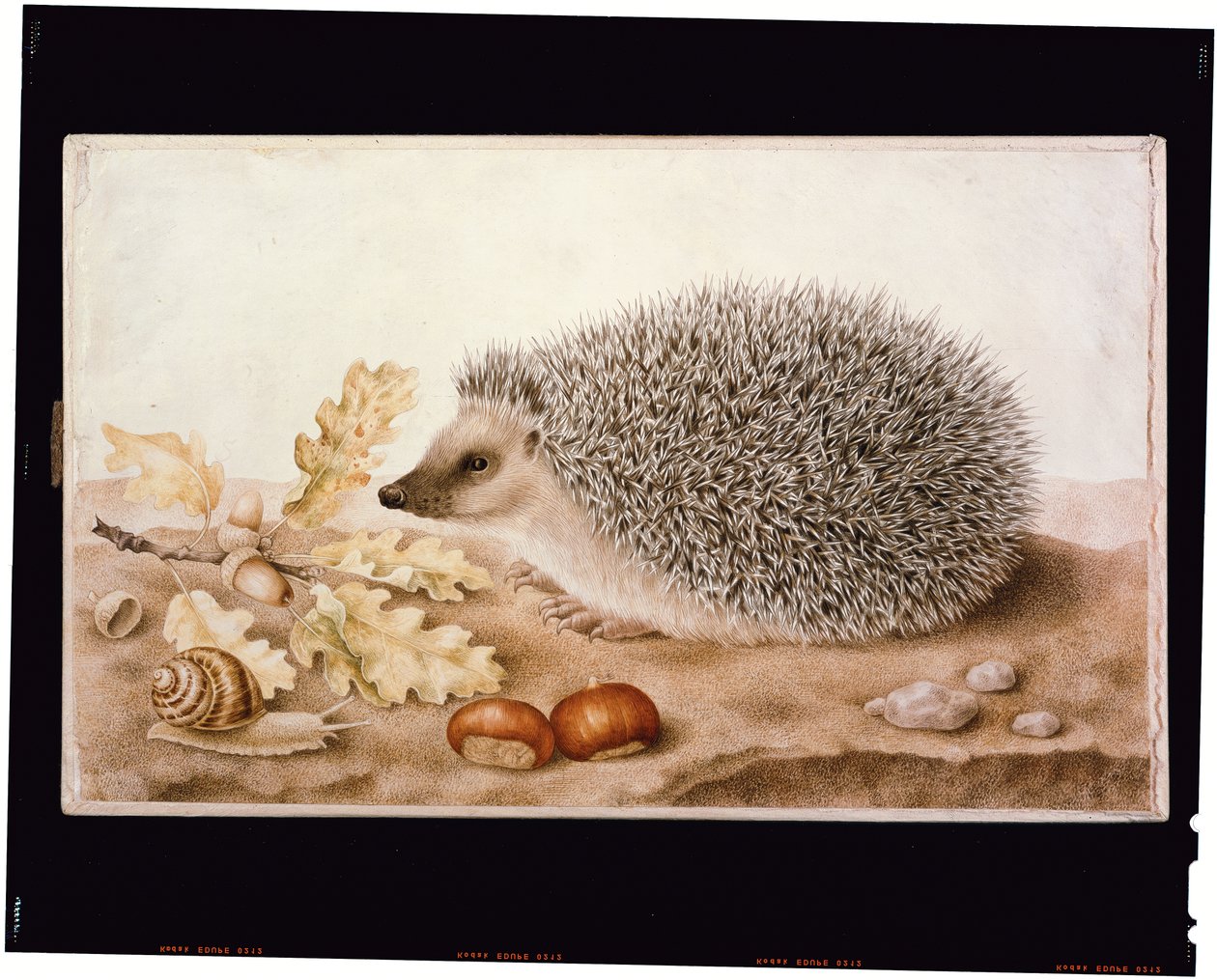 Et pindsvin i et landskab (kropsfarve på vellum) af Giovanna Garzoni