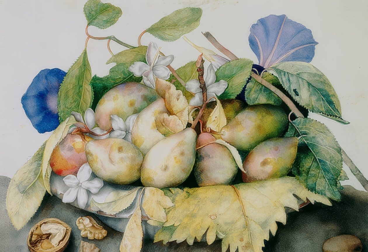 Tallerken med blommer, jasmin og valnødder af Giovanna Garzoni
