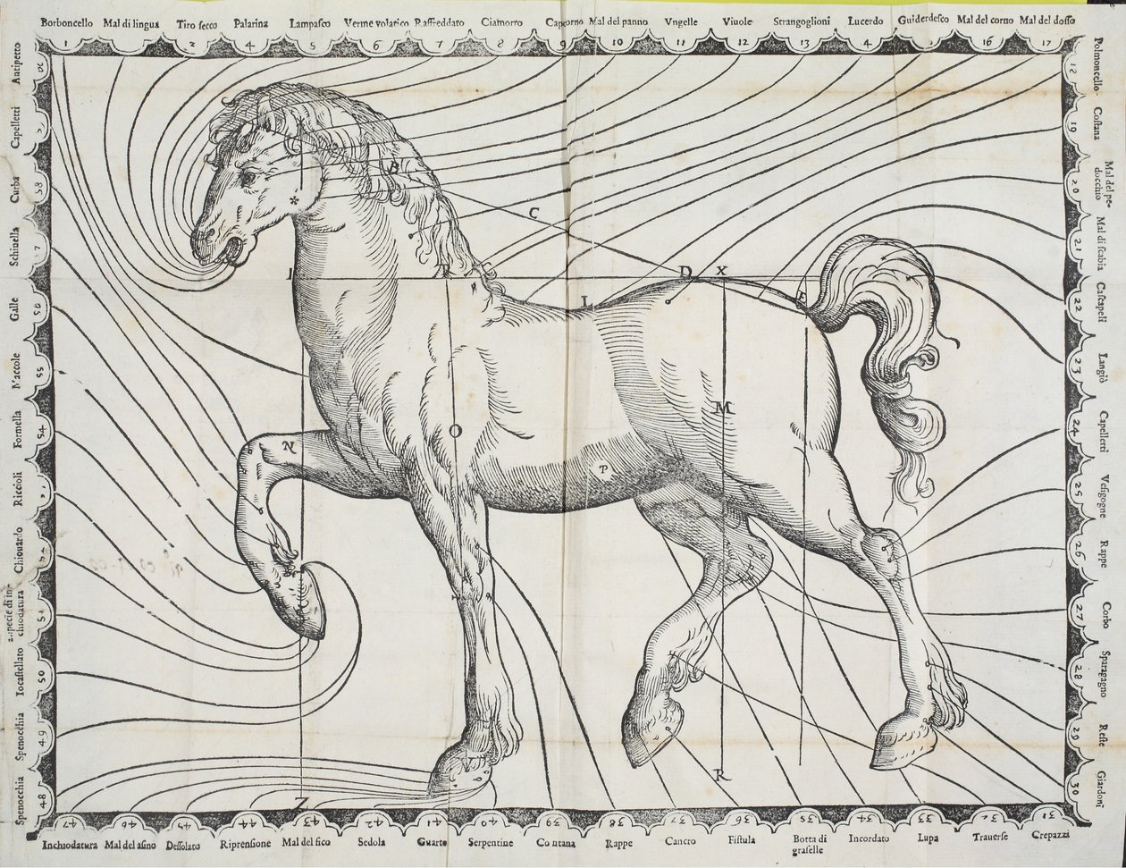Diagram over blodudslip på en hest fra tidlig bog om hestehold, 1570 af Giovanni Battista Ferraro