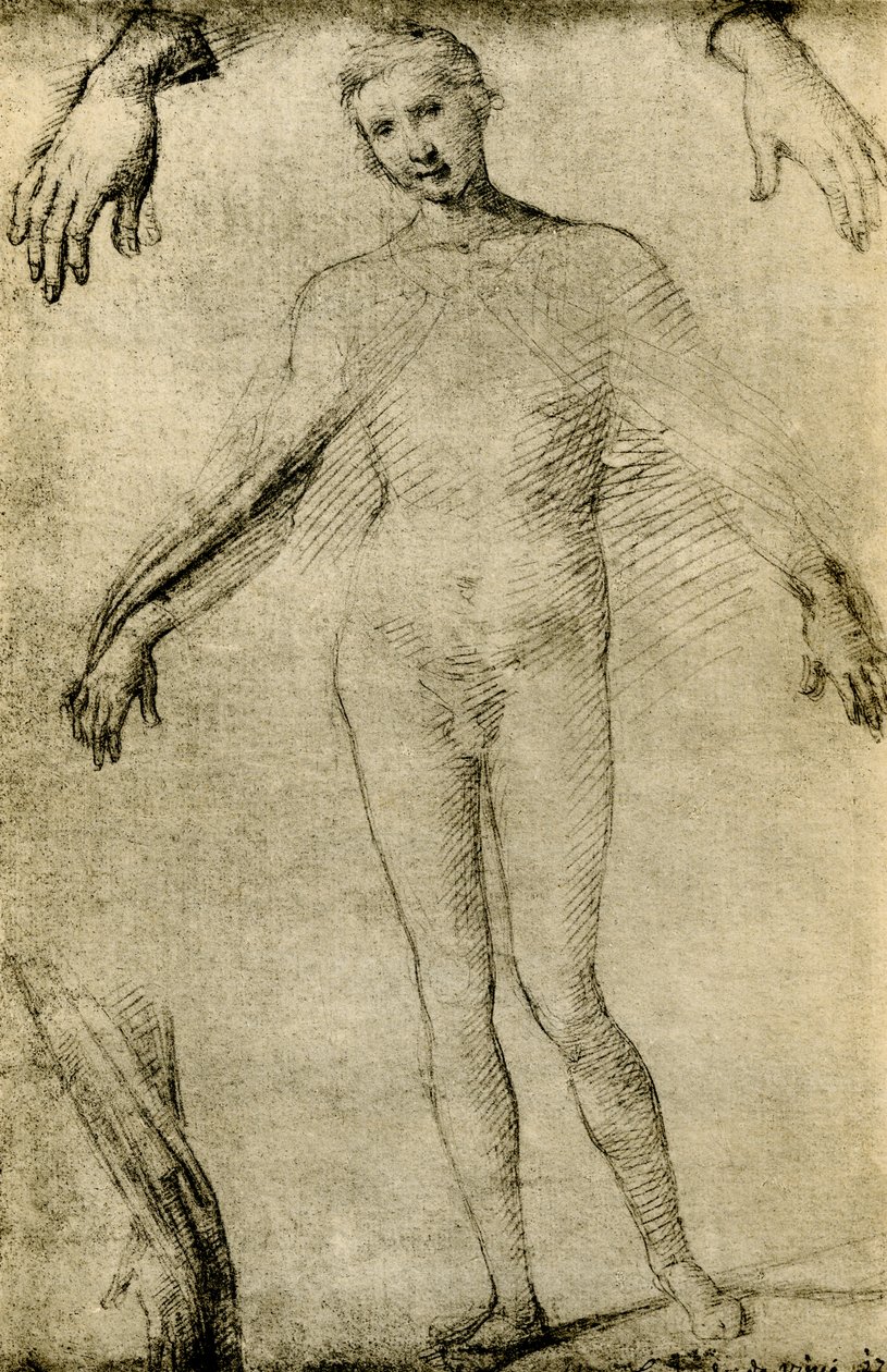 Modelstudie til en jomfru Maria som mater misericordiae af Giovanni Antonio Bazzi Sodoma