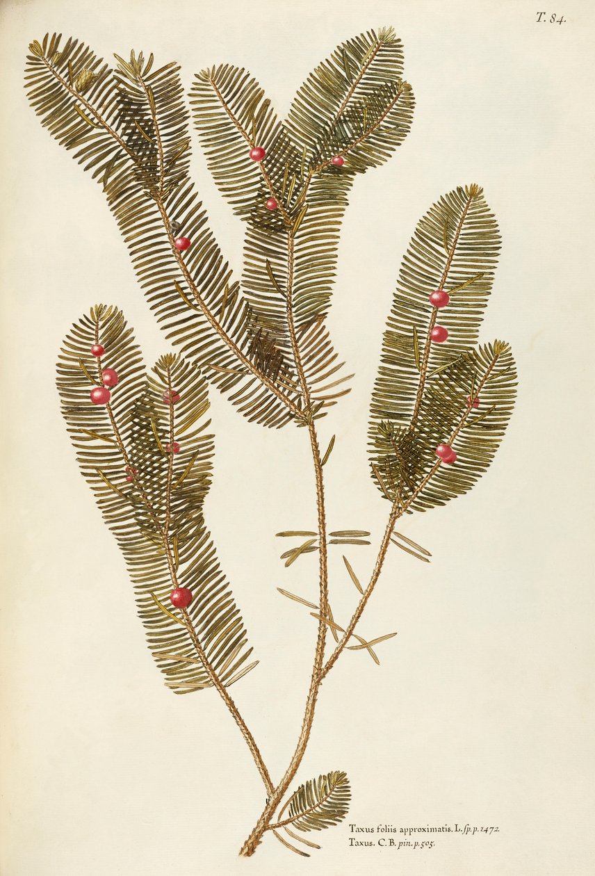 Europæisk taks (Taxus baccata), Taxaceae af Giovanni Antonio Bottione, akvarel af Giovanni Antonio Bottione