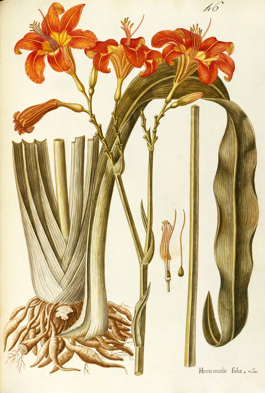 Orange daglilje (Hemerocallis fulva), Liliaceae af Giovanni Antonio Bottione, akvarel af Giovanni Antonio Bottione