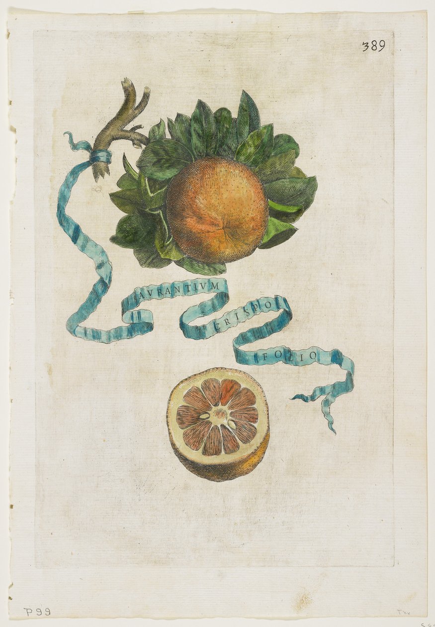 Aurantium Crispo Folio, fra Hesperiderne, 1646 af Giovanni Battista Ferrari